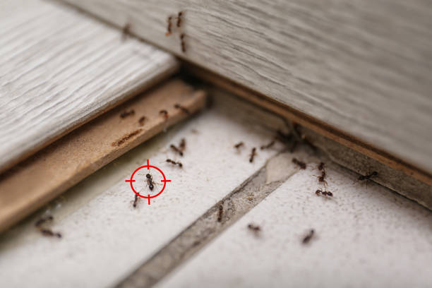 Best Pest Prevention Services  in Lakeland, MN